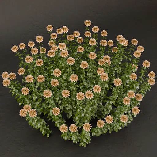 SJ-Graceful Petal Bush