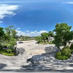 City street treee