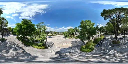 City street treee