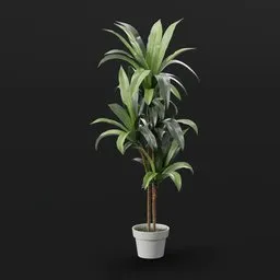 Dracaena Fragrans – Corn Plant in Pot