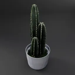 Cactus in Pot