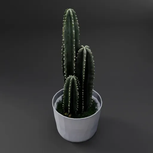 Cactus in Pot