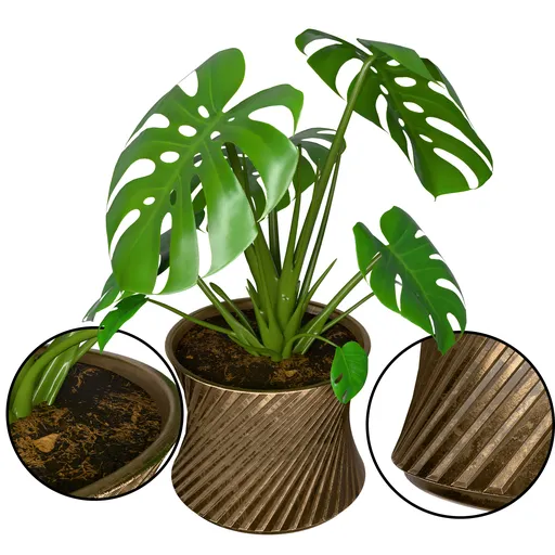 Monstera Plant