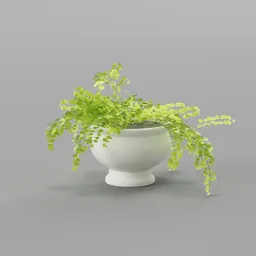 Decorative Indoor Plant