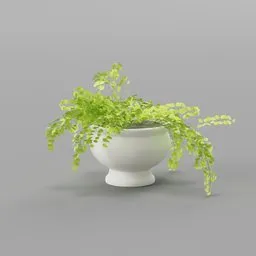 Decorative Indoor Plant