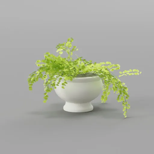 Decorative Indoor Plant