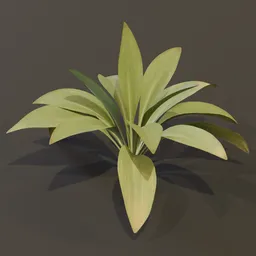 Haran Cast Iron Plant Young Var