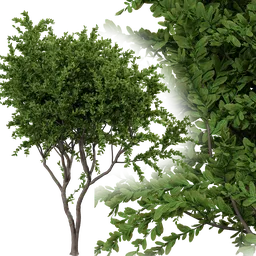 Barreta Tree A