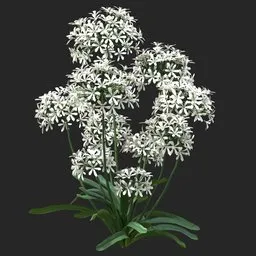 White Clustered Flowering Plant
