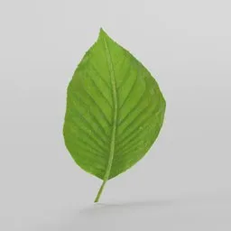 "A customizable 3D model of a green leaf, perfect for creating trees and plants in Blender 3D. Inspired by Karl Ballmer and Greta Thunberg, this realistic digital drawing can be used as a support asset for scattering. Available in uncompressed PNG format with an aspect ratio of 16:9."