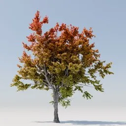 Detailed 3D maple tree model with autumn foliage, compatible with Blender for animation and rendering projects.