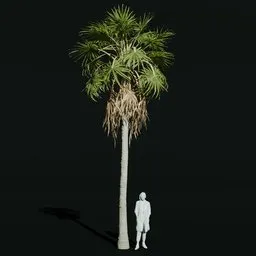 Caraday Palm Small