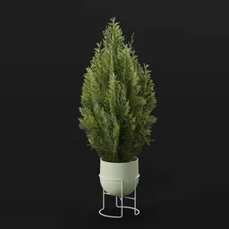 Red Cedar Bush Small Pot