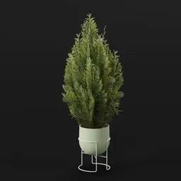 Red Cedar Bush Small Pot