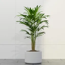 Elegant Indoor Palm Plant