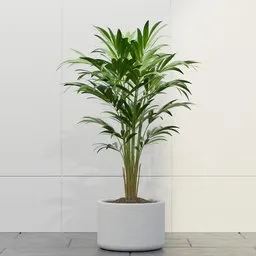 Elegant Indoor Palm Plant