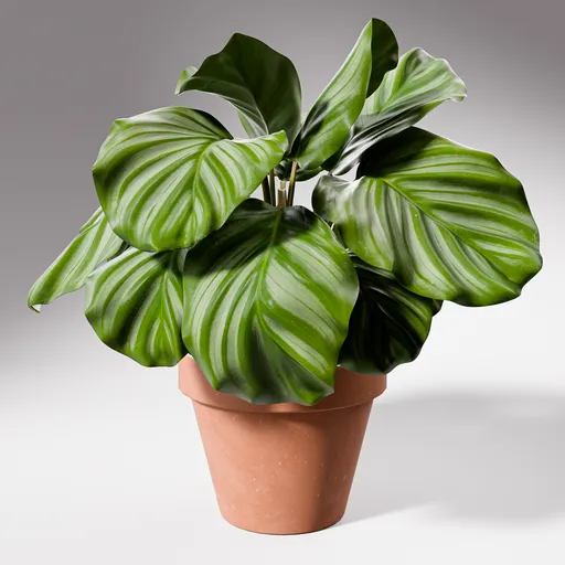 Calathea Orbifolia Potted Plant