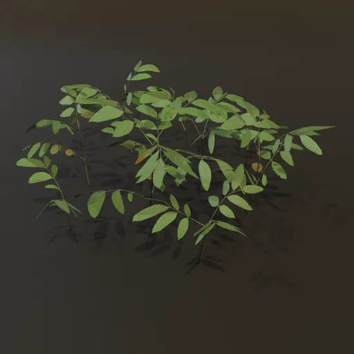 Ground Cover Bush Lrg