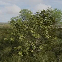 Realistic 3D broadleaf tree model, low-poly and PBR textured, suitable for various digital environments.