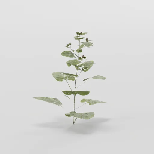 Small Burdoc Plant