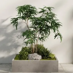 Minimal Courtyard Planter Tree