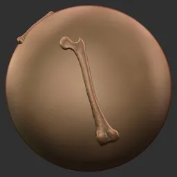 Humerus Bone