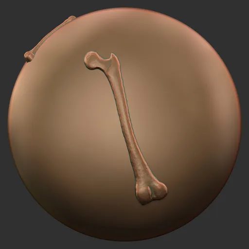 Humerus Bone