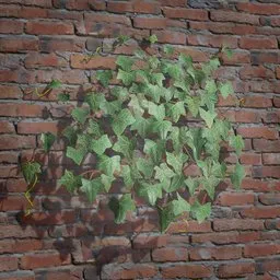 Ivy Creeper Patch 01