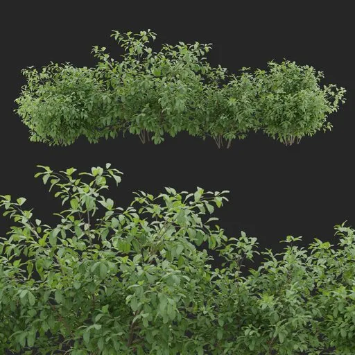 Simple Bush Plant Collection