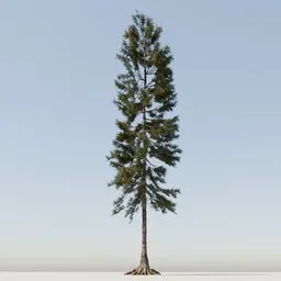 Coniferous Tree
