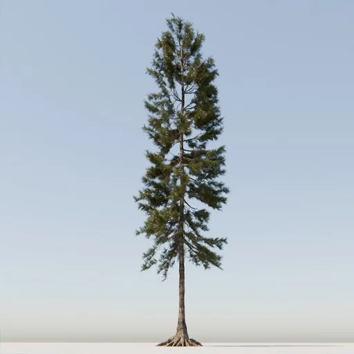 Coniferous Tree
