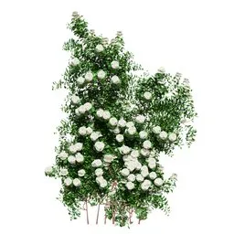 Climbing Roses Wall Grow White