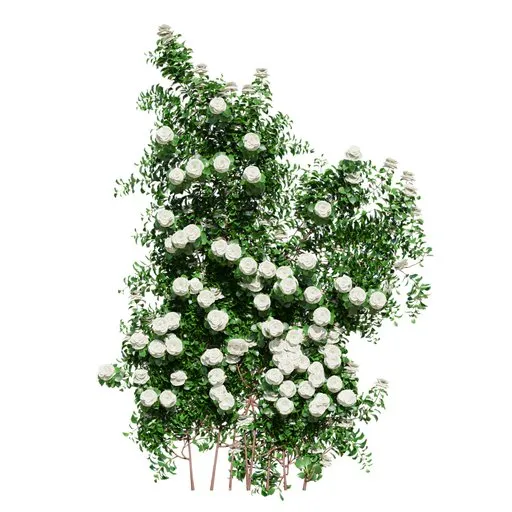 Climbing Roses Wall Grow White