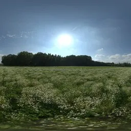 Sunny Meadow Field