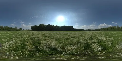 Sunny Meadow Field