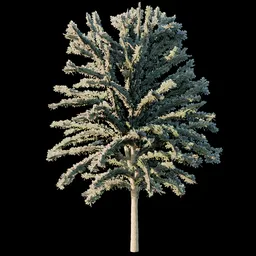 Blue Spruce