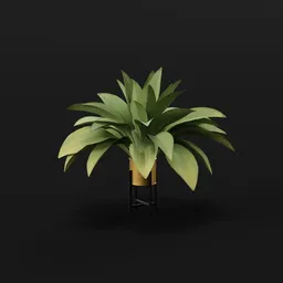 Haran Iron Plant Elder Var Potted