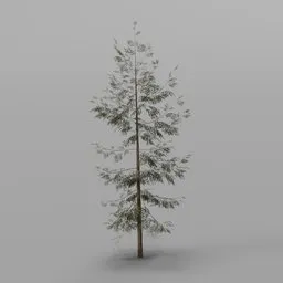 Young Spruce Conifer