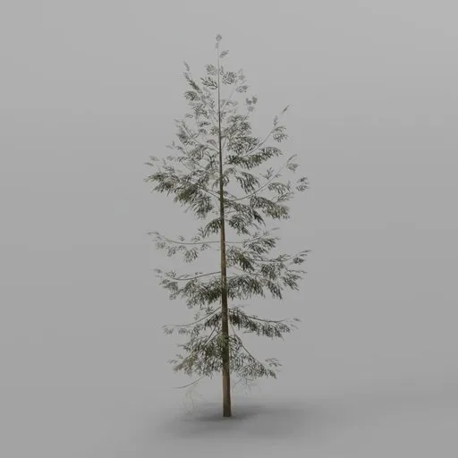 Young Spruce Conifer