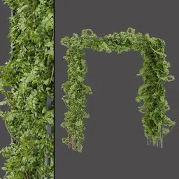 Garden Ivy Tunnel