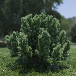 Plant Catherine Elizabeth