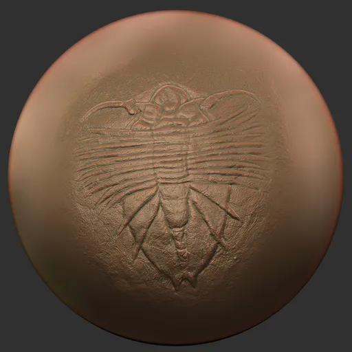 ER Fossil Brush-Phacops trilobite