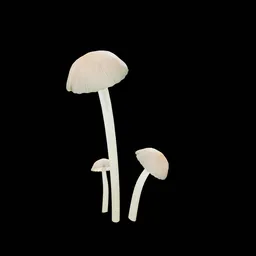 Mushroom
