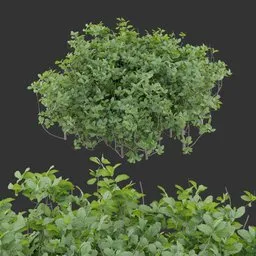 Dense Green Bush