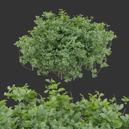 Simple Bush Plant