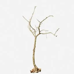 "Dead Tree Dry PBR Scan 03" 3D model for Blender 3D, category "tree", with photorealistic 4K textures. This bare tree, without leaves, was created using photogrammetry and is perfect for minimalist poster art or 3D CGI scenes. Keywords: withered, dead plants, limbs, 3D model, photogrammetry, Blender 3D.