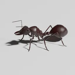 Ant