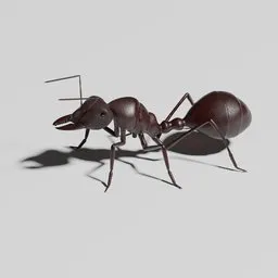 Ant