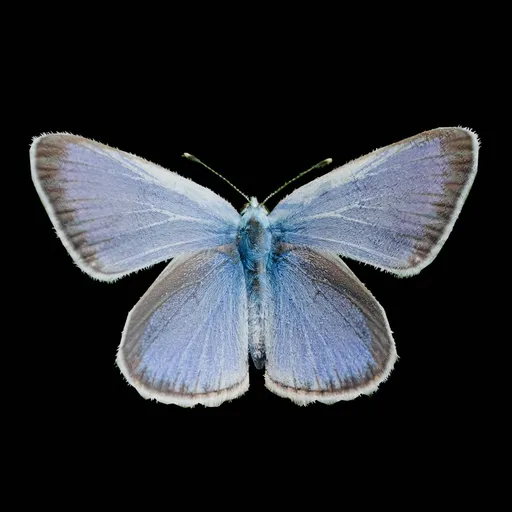 Real Butterfly