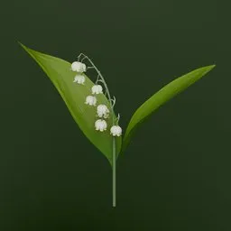 Lily of the Valley